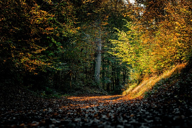 Ardennes Forest Villas for Nature Lovers
