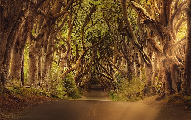 Best Homestays in Ireland for Travelers