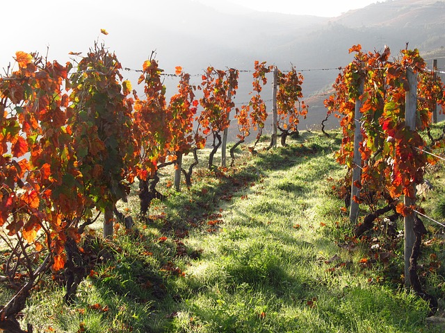 Portugal Wine Glamping for Vineyard Escapes